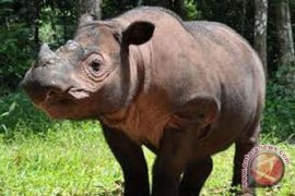 Badak Sumatera jadi Satwa Nasional 2012