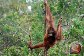 Bangkai Orangutan Tanpa Kepala Ditemukan Di Kotawaringin Timur