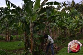 Kebun plasma nutfah pisang siapkan penataan koleksi 