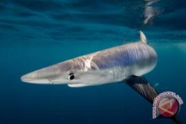 Pew Memuji Mosi Parlemen Eropa untuk Memperkeras Larangan atas Pengambilan Sirip Hiu