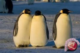 Gembiraloka rencanakan wahana burung Pinguin pada 2013