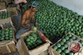 "Mangga bengak" menjadi varietas unggul karena berukuran besar