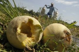 PANEN MELON MENURUN