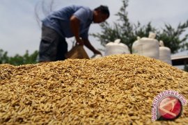 Nilai tukar petani DIY naik 0,71 persen 