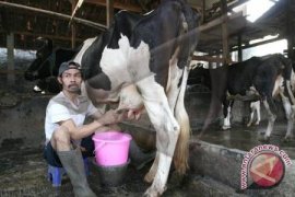 Penambang pasir Merapi didorong beralih jadi peternak