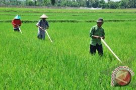 Desa swasembada pangan pertama di Bangka Barat