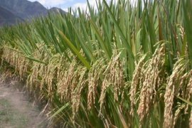 Hama Tikus Serang Tanaman Padi 40 Hektare di Solok Selatan