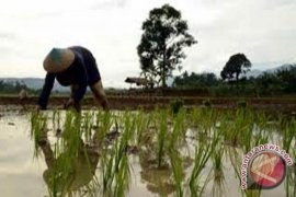 El Nino Tak Pengaruhi Produksi Padi Kalteng