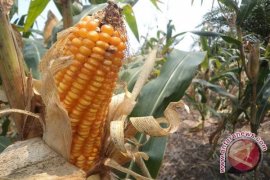 Pasokan jagung kering di Bengkulu lancar