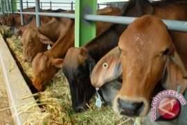 Barito Utara Kembangkan Kawasan Sapi Betina Produktif 