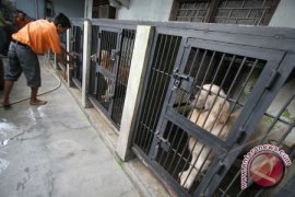 Distanbunak Bangka Barat Eliminasi Anjing Liar