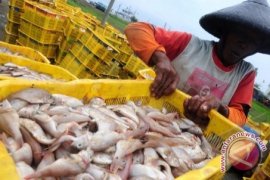 Investor Korea Selatan Minati Potensi Perikanan Babel