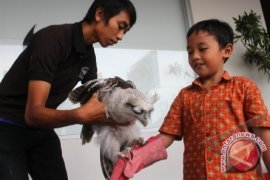 Kotoran burung jadi bahan ampuh untuk "facial"