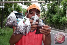 Penjual larva musiman Page 1 Small