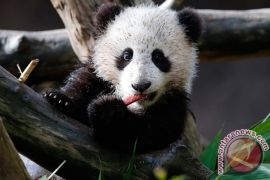 Seekor panda merah hilang dari kebun binatang Washington