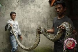 Ular piton "numpang" di sayap pesawat