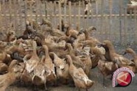 Ratusan ekor itik mati mendadak