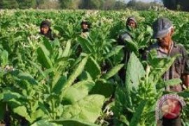 Ribuan Petani Temanggung Tolak PP Tembakau