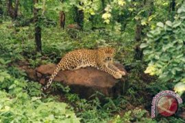 Jejak binatang di Banyumas diduga macan tutul