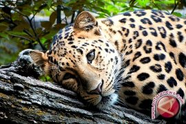 Macan Tutul jawa masuk perangkap petani Baduy