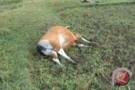 Sapi Perah Di PPU Mati Terserang Timpani 