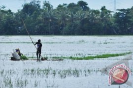 Puluhan Hektare Sawah Terancam Gagal Tanam