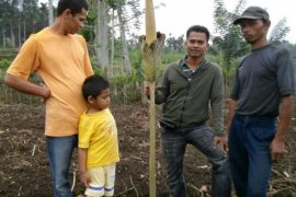 Bunga Amorphophallus Gigas Ditemukan di Solok Selatan