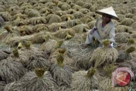 Tanaman Padi di Bali Gagal Panen 119 Hektare