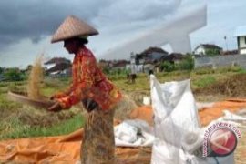 Bulog Bali Miliki Stok 5.925 Ton Beras