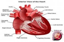 Penyakit Jantung Berkaitan Dengan Peningkatan Resiko Gangguan Mental