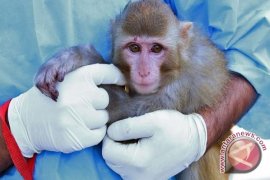 Astronom Harvard Akui Keberhasilan Iran Kirim Kera ke Luar Angkasa