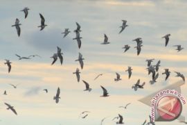 Migrasi Burung Dara Laut
