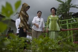 Pemprov Jateng Dorong Pemanfaatan Tanaman Obat Keluarga 