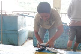 Produksi Ikan Segar Gorontalo Terus Meningkat 
