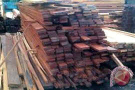 TNTP Temukan Kayu Ulin Jenis Baru Di Seruyan