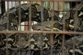 Warga Bukittinggi Temukan Ular Phyton Sepanjang 4,5 Meter