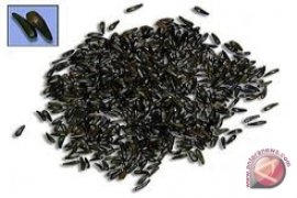 Artikel - Jinten hitam, sang penakluk penyakit