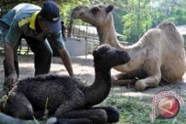 Dolphin Center Batang tambah koleksi anak unta