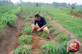 Kelompok Tani Dapat Bantuan Mesin Pengolah Singkong