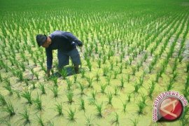 Penajam Salurkan Kredit "Pajale" Rp2 Miliar