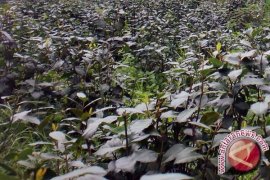 Sumber Rezeki itu Ternyata Bahan Baku Narkotika