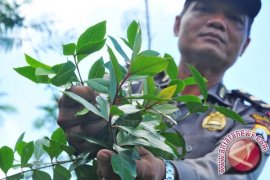 Tanaman Khat: dari Teh Arab menjadi Narkoba