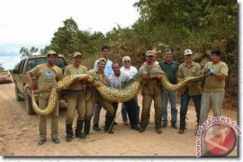 Cisarua Safari Park has new inhabitant