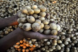 KHASIAT BUAH LANGSAT Page 1 Small