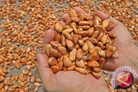  Indonesia Ikut Pameran Cokelat Eurochocolate Di Italia