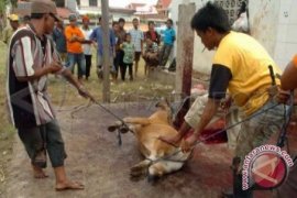 Bangka Tengah Bangun Rumah Potong Hewan