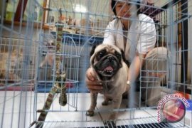 Dinas Pertanian Bangka Siapkan Dua Dokter Hewan