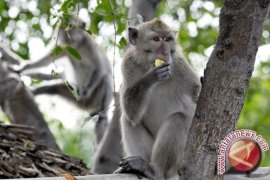 Profauna Selamatkan Monyet Langka dari Perburuan Liar