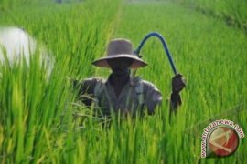 Ratusan Hektare Sawah dan Kebun Terserang Hama 