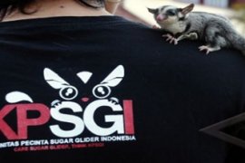 SUGAR GLIDER